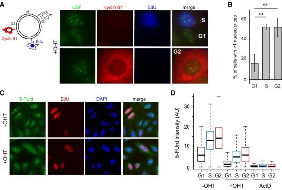 Figure 2. Decoupling of transcription inhibition and cap formation during the cell cycle