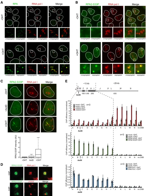 Figure 3. Extended resection along the transcribed region occurs within the nucleolus