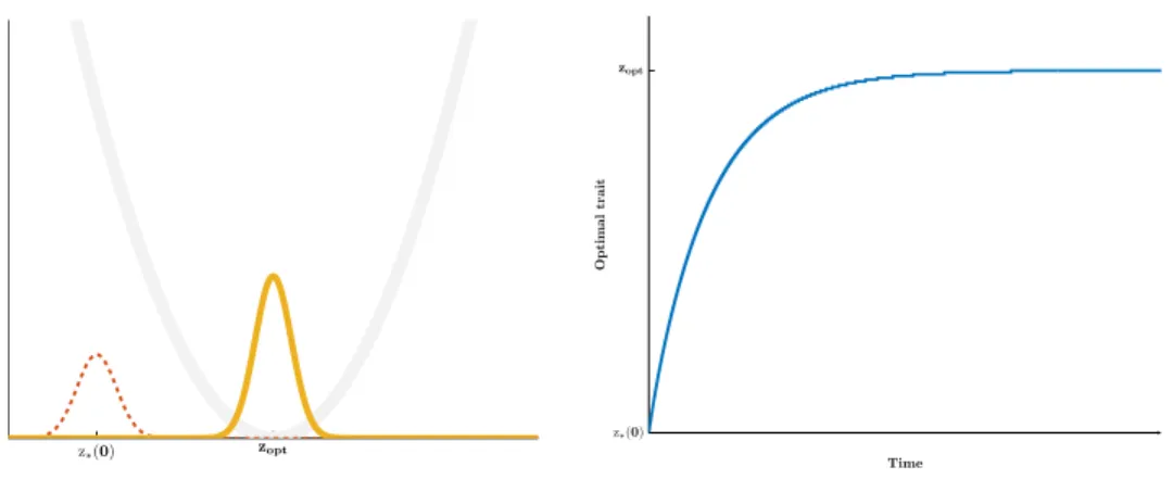 Figure 3. On the left, in dotted red, the initial data f ε (0, ·), and in orange the distribution f ε after a long time