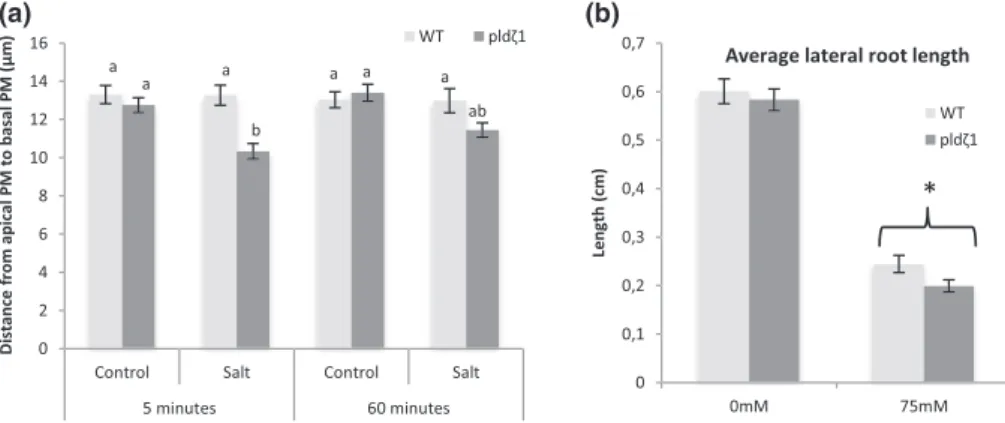 FIGURE 6 The pld ζ 1 mutant exhibits a transient decrease in root epidermal protoplast size in the elongation zone and shorter lateral roots upon exposure to salt stress