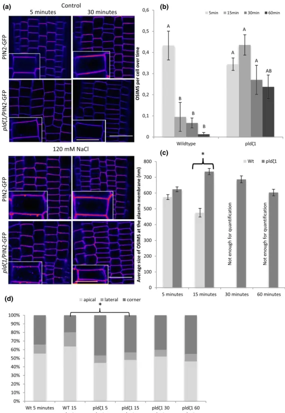 FIGURE 4 pld ζ 1 mutant plants have delayed processing of OSIMS at the plasma membrane, which are bigger after 30 min and localize more often to cell corners