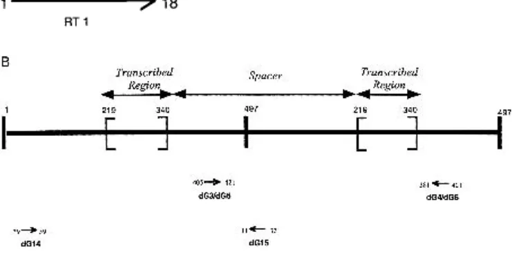 Figure 2 Positions of the primers used for RT-PCR and PCR experi- experi-ments. (A) Sequence of 5S rDNA-transcribed region whose size is 121-bp long and primers RT1-RT2
