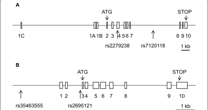 Figure 1 Schematic representation of the NR1H3 (LXRalpha) and NR1H2 (LXRbeta) genes showing the position of the genotyped SNPs.