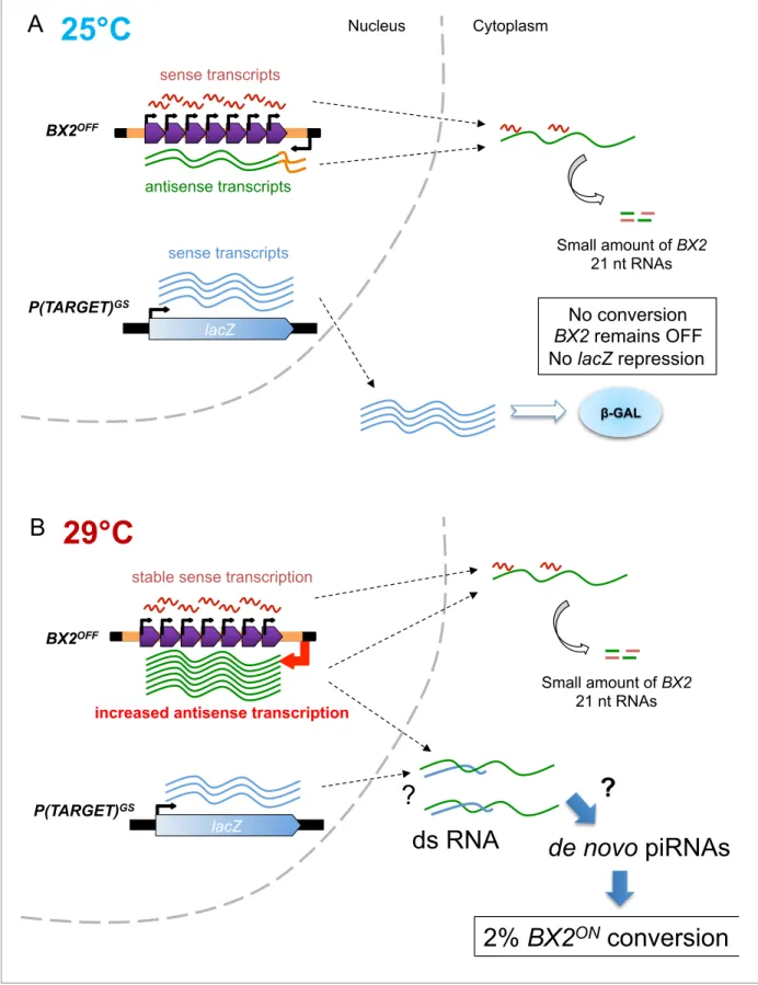 Figure 5. Model of BX2 activation at 29 ˚ C. (A) At 25 ˚ C, a low bidirectional transcription of the BX2 cluster leads to a small production of 21 nt RNAs.