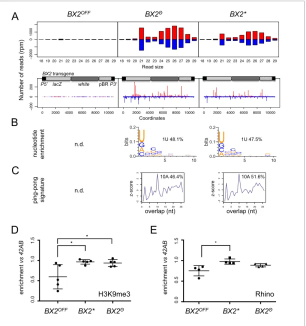 Figure 2. BX2 Q and BX2* produce piRNAs and are enriched in H3K9me3. (A) Size distribution of ovarian small RNAs matching BX2 transgene sequences reveals that both BX2 Q and BX2* but not BX2 OFF produce 21 nt siRNAs and 23–29-nt piRNAs (upper panels, pBR =