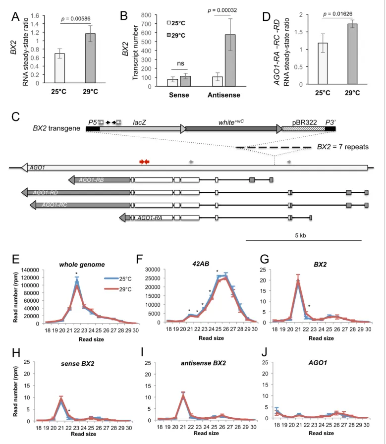 Figure 4. BX2 OFF antisense RNA increase at 29 ˚ C. (A) RT-qPCR experiments revealed that the steady-state level of ovarian lacZ RNAs from BX2 is more abundant at 29 ˚ C (n = 5) compared to 25 ˚ C (n = 6)