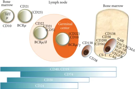Figure 1: Surface markers of B-cell lineage present at the principal stages of differentiation, as targets for therapy