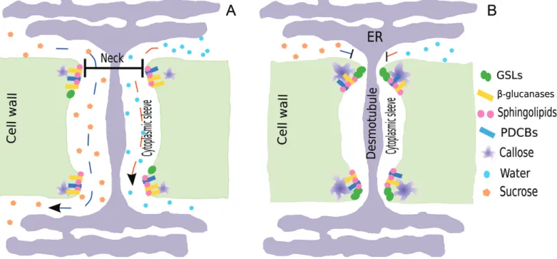Fig. 1.  Schematic representation of the plasmodesmal pore that connects two neighboring cells through their common cell wall