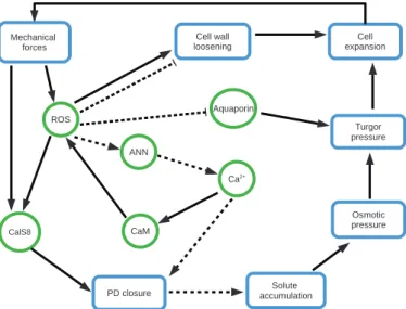 Fig. 2.  Network of interactions between biochemical, mechanical factors,  and processes that connect plasmodesmal permeability, turgor pressure,  and cell wall expansion