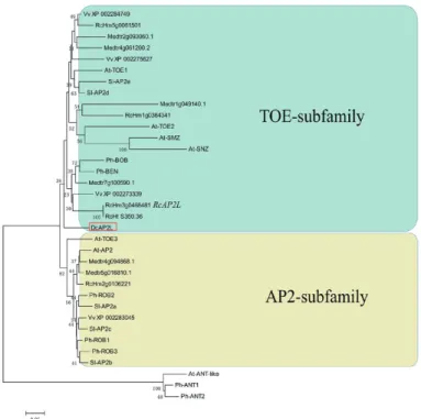 Fig. 7.  Neighbor–Joining (NJ) tree based on the alignment of DcAP2L  and euAP2 members of Arabidopsis thaliana, Medicago truncatula, Vitis  vinifera, Solanum lycopersicum, Petunia hybrida, and Rosa chinensis