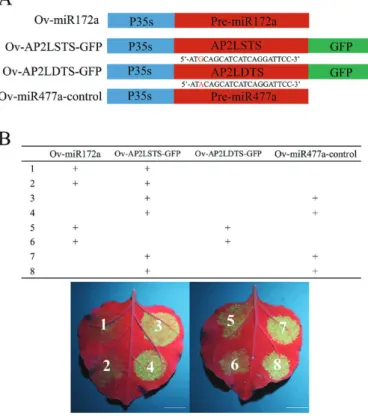 Fig. 9.  Validation of the miR172a–DcAP2L interaction in vivo. (A)  Four vectors are constructed for the transient expression experiment