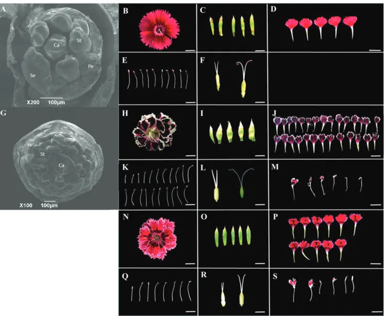 Fig. 1.  SEM imaging of flower buds from ‘MH’ (A) and ‘X4’ (G). Se, Pe, St, and Ca represent sepal, petal, stamen, and carpel, respectively