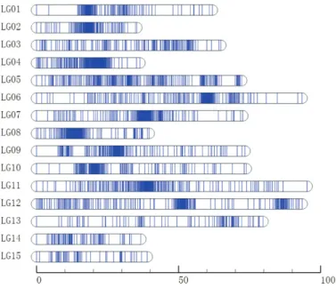 Fig. 2.  High-density genetic map of D. chinensis. The horizontal bar  represents a linkage group and each line indicates an SNP marker