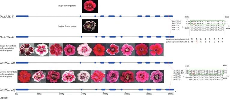 Fig. 6.  Partial sequence alignment of DcAP2L in different flower type varieties of D. chinensis
