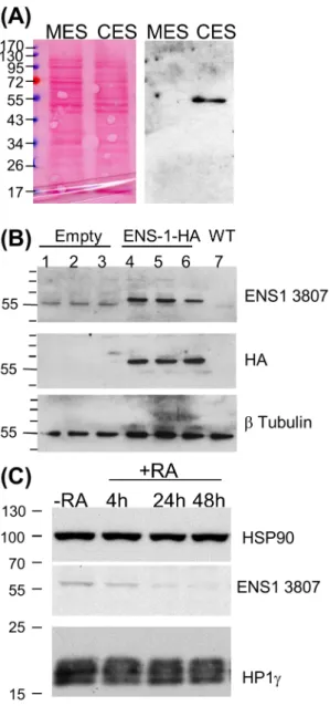 Figure 5C with whole cell lysates reflects the cytoplasmic ENS-1 protein only since insoluble components were discarded by centrifugation before analysis.