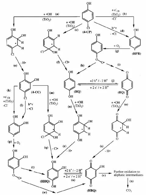 Fig. II.G.5: Scheme of the photocatalytic degradation of 4-chlorophenol in TiO 2  suspension  (Theurich et al., 1996)