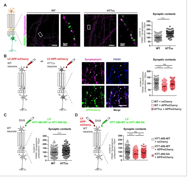 Figure 7. HTT phosphorylation regulates synaptic contacts by reducing presynaptic APP levels