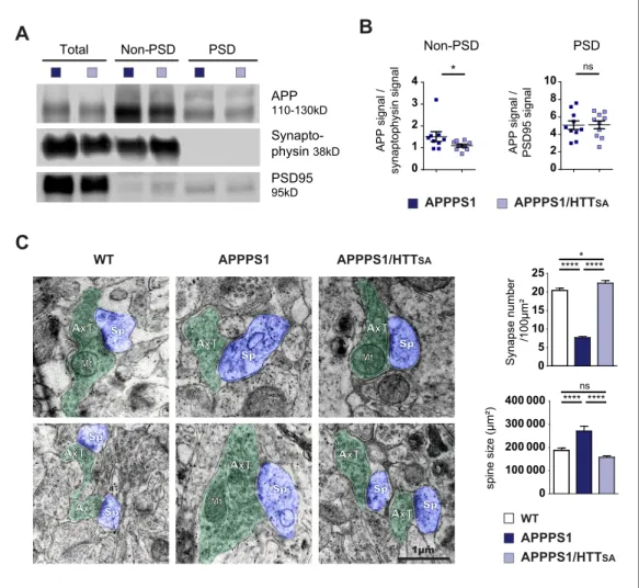 Figure 8. HTT S421 dephosphorylation rescues synapse number in APPPS1 mice. (A) APP levels from APPPS1 and APPPS1/HTT SA cortical fractions were quantified by western blotting analyses after synaptosomes fractionation