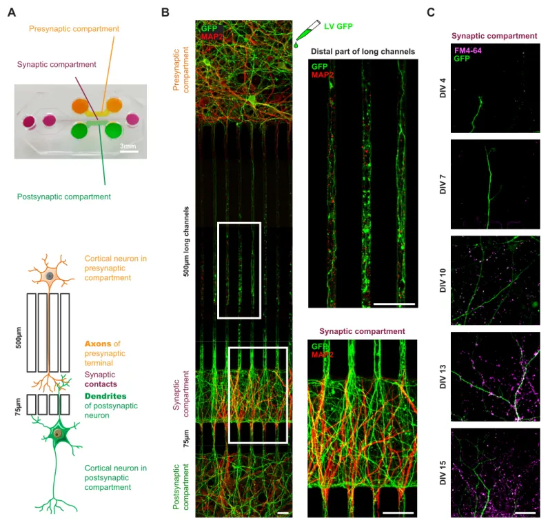 Figure 1. Reconstituted corticocortical mature neuronal circuit. (A) Image and schematic representation of the 3-compartment microfluidic chamber that allows the reconstitution of a corticocortical mature network compatible with live-cell imaging of axons 