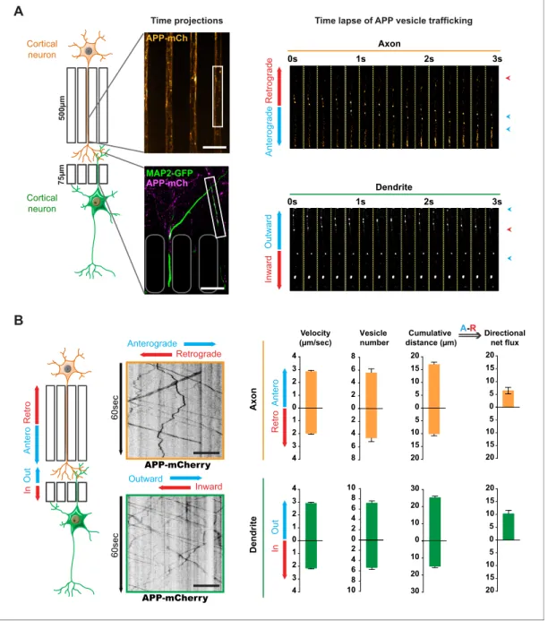 Figure 2. Transport of APP in axons and dendrites in reconstituted corticocortical mature neuronal circuit
