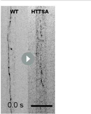 Figure supplement 1. Cellular distribution of kinesin and dynactin in WT and HTT SA mouse brains.