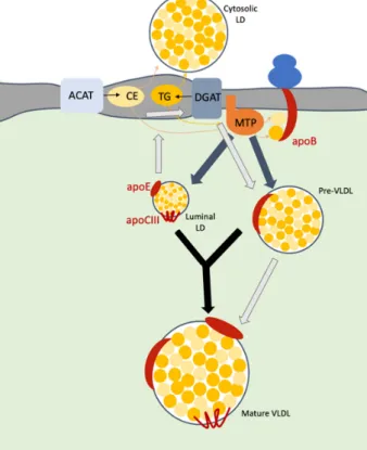 Figure 2. Model of VLDL biosynthesis. Upon translocation of apoB into ER lumen, microsomal  transfer protein (MTP) transfers triglycerides (TG) and cholesterol esters (CE) to this apolipoprotein