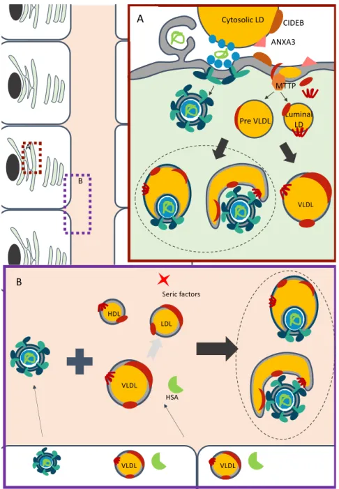 Figure 3. Models for association of HCV with lipoproteins components. (A) Model for association of  HCV particles within infected cells