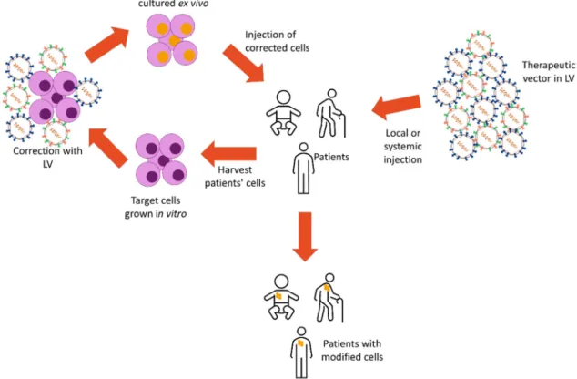 Figure 3. Gene therapy in vitro and in vivo. Cells from patients are harvested and cultured and  modified with lentiviral vectors (LV) in vitro carrying a therapeutic vector