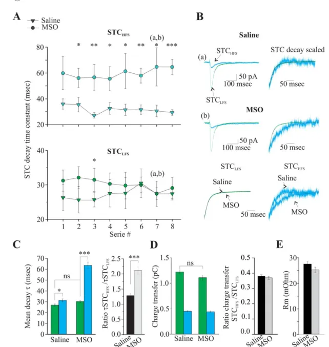 FIGURE 6: Inhibition of glutamine synthase increases STC time course. (A) Graph showing the decay time constant of both STC HFS (upper graph, blue) and STC LFS (middle graph, green) during 8 series of stimulation (see Materials and Methods section) in astr