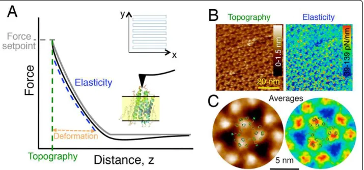 Figure 5B shows an example of mechanical maps of the cytosolic surface of membrane protein  bacteriorho-dopsin, revealing its characteristic trimeric configuration and hexagonal arrangement found in native membranes.