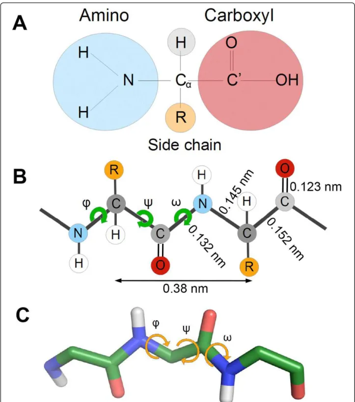 Figure 1 Proteins are chains of amino acids. A) Structure of a typical amino acid, showing the central C a atom with a hydrogen atom attached to it, an amino group (NH 2 ), a carboxyl group (COOH, carbon atom named C ’ ) and the side chain (R) that varies 