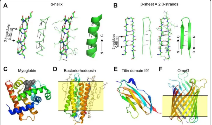 Figure 2 Secondary structure of proteins. A) Stick, ribbon, stick with line side chains and cartoon representations of a same a-helix