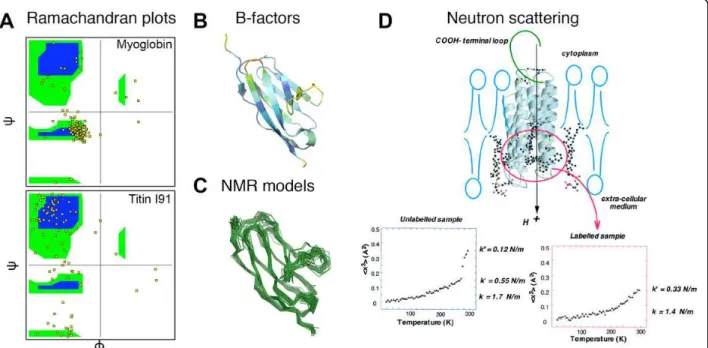Figure 3 Methods to estimate protein flexibility. A) Ramachandran plots of ψ versus j of all amino acids (yellow dots) for myoglobin (top) and titin I91 domain (bottom)