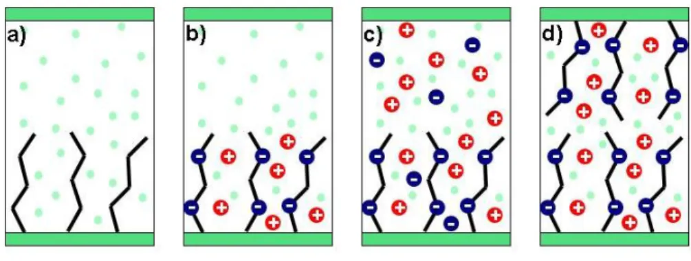Figure 2.3 – Représentation schématique des différents systèmes de brosses de polymères étudiés en présence de solvant : (a) brosse de polymères neutres, (b) brosse de  polyélectro-lytes, (c) brosse de polyélectrolytes en présence de sel et (d) brosses de 