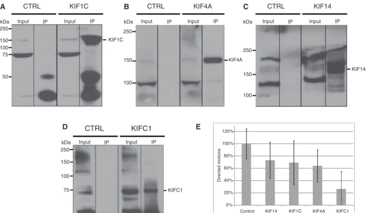 Figure 4. (A–D) Immunoprecipitation of HeLa cell lysates using rabbit anti-human IgG as a control (CTRL) or antibodies against the four kinesins.