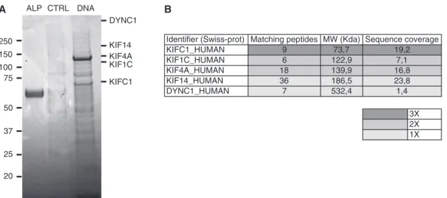 Figure 5 shows an example of FRET image. On the left is the ﬂuorescein isothiocyanate (FITC) channel toIdentifier (Swiss-prot) Matching peptides MW (Kda) Sequence coverage