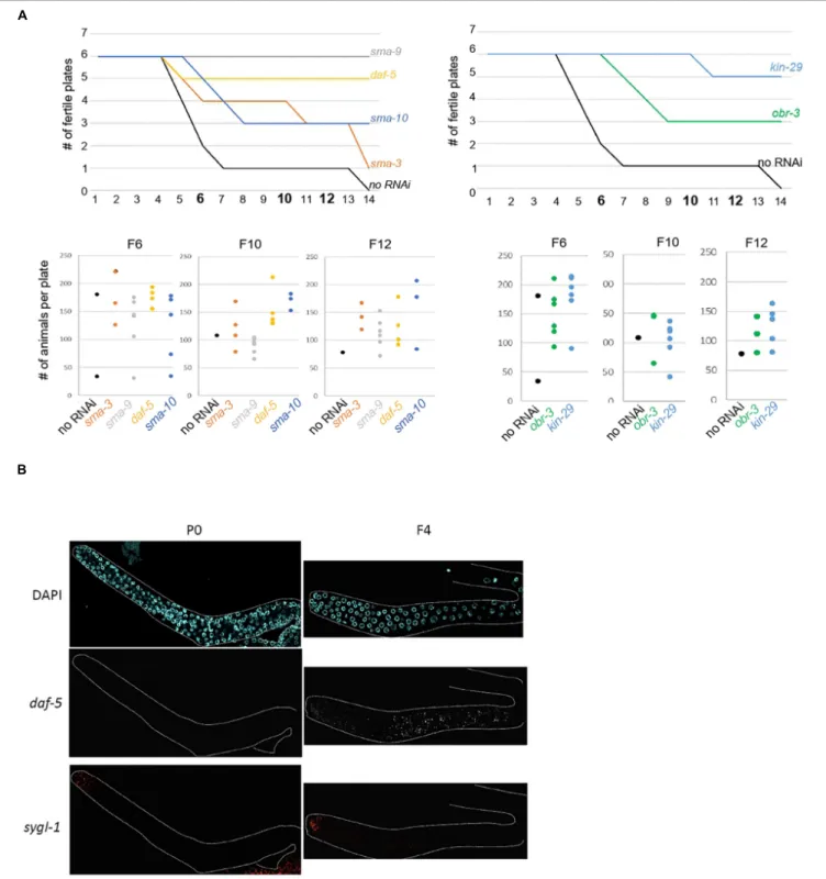 FIGURE 5 | Ectopic TGF-beta signaling contributes to loss of germline identity in set-2 mutant animals