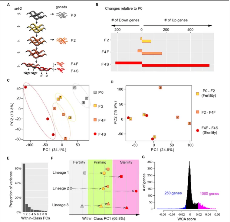 FIGURE 1 | Multivariate analysis of transgenerational transcriptional changes in set-2 mutant germlines as they progress to sterility