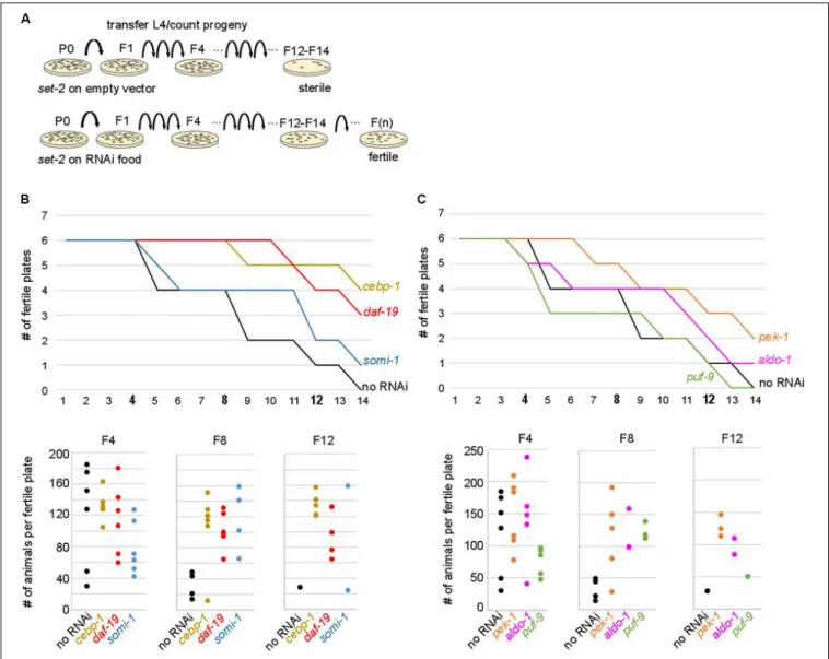 FIGURE 4 | Onset of sterility is delayed by RNAi knock-down of upregulated contributors