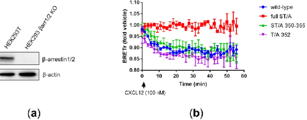 Figure 5. Agonist-induced internalization of ACKR3 wild-type and mutant receptors. (a) CXCL12-induced ACKR3 wild- wild-type and mutant receptors translocation to Rab5a-Venus ACKR3 over time as measured by BRET in HEK293T cells; (b) Figure 5