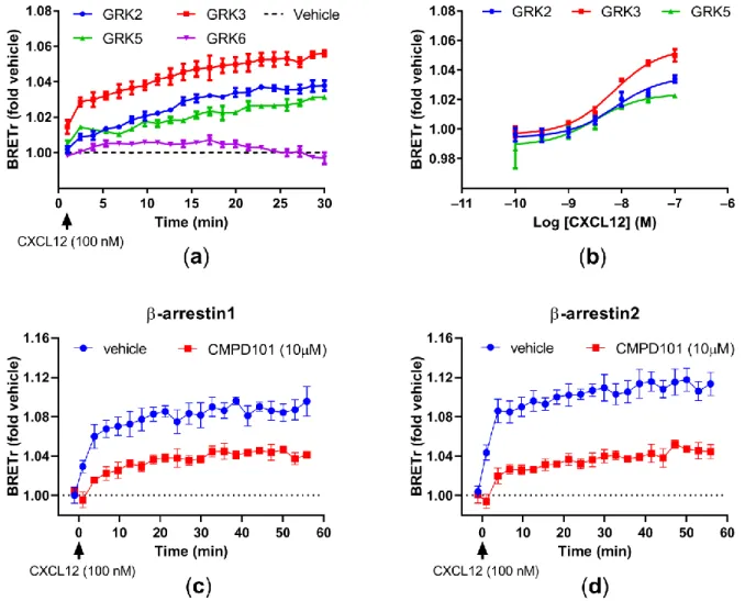 Figure 2. Influence of GRKs recruitment to ACKR3 upon CXCL12 stimulation. (a) CXCL12-induced GRKs recruitment to  ACKR3 over time as measured by BRET in HEK293T cells; (b) Agonist-induced GRKs recruitment to ACKR3 by increasing  concentrations of CXCL12 as