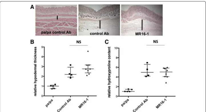 Figure 3 Tight skin-1 (Tsk-1) mice are not protected from skin fibrosis by MR16-1 treatment