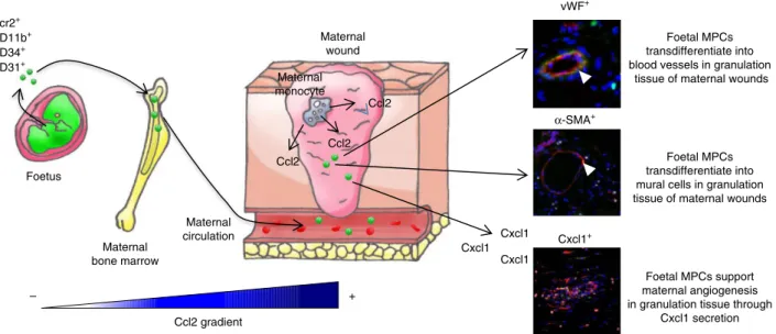 Figure 7 | Mechanistic diagram of the role of fetal MPCs in maternal wound healing. During pregnancy or postpartum, cutaneous wound monocytes and endothelial cells secrete Ccl2