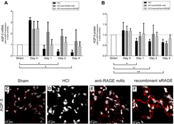 Figure 8.  Treatment with both anti-RAGE monoclonal antibody (mAb) and recombinant sRAGE restore  Aquaporin (AQP)-5 expression in mouse alveolar epithelial cells