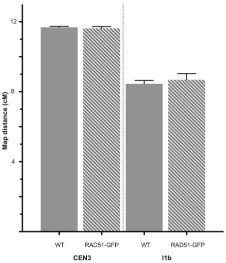 Fig 1. Genetic map distances of the I1b and CEN3 intervals in WT and RAD51-GFP meioses