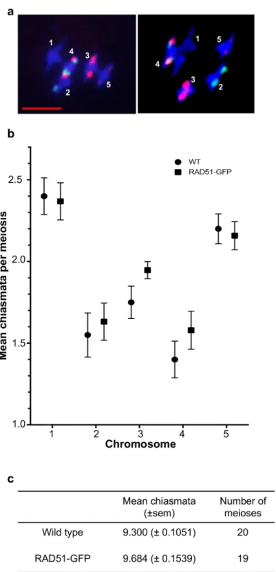 Fig 2. Chiasmata counts in wild type and RAD51-GFP meioses. DAPI-stained (blue) meiotic Metaphase I of wild type (a, left panel) and RAD51-GFP (a, right panel)