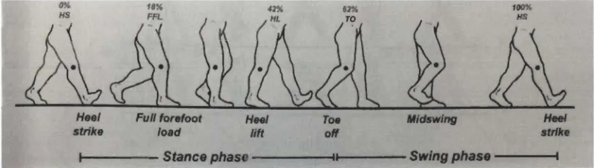 Figure 1.  Cycle de marche, tirée de  «  Human locomotion - The  conservative  management of gait-related disorders  »  (Michaud 2011)