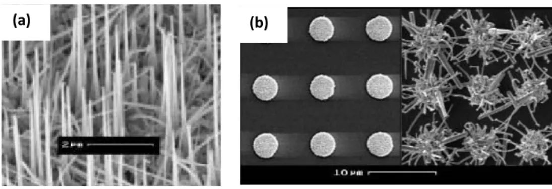 FIGURE  2.14  -  Images  MEB  des  nanofils  de  GaN  obtenus  par  HVPE  assistée  par  catalyseur  métallique