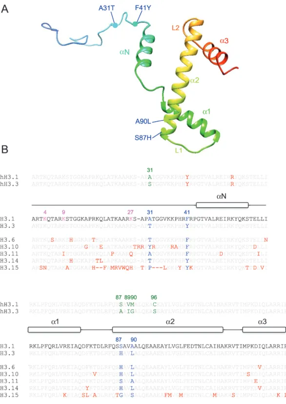 Fig. 1.  Structural features of H3 proteins. (A) 3D model of Arabidopsis histone H3.1 using PHYRE 2  (Kelley et al., 2015) and Chimera
