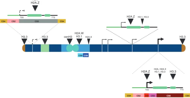 Fig. 2.  Preferential location of H3 and H2A histone variants along an Arabidopsis chromosome